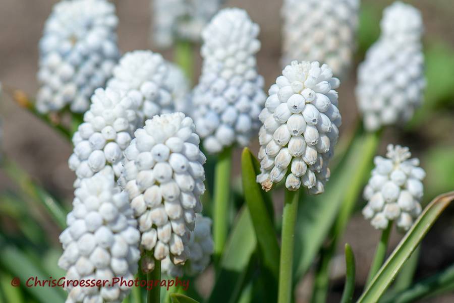 Witte druif